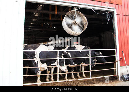 Molkerei Holstein Kühe im Stall eines kanadischen Farm Ranch. Stockfoto