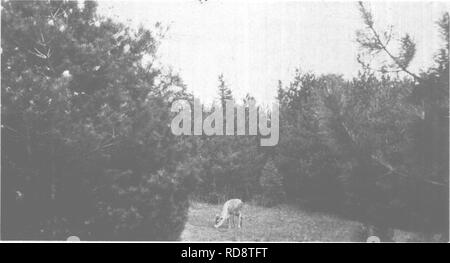 . Wald- und Naturschutz in Maine, 1919. Die Wälder und die Forstwirtschaft. Weide Kiefer. Foto von Maine Forstwirtschaft Abt.. Bitte beachten Sie, dass diese Bilder sind von der gescannten Seite Bilder, die digital für die Lesbarkeit verbessert haben mögen - Färbung und Aussehen dieser Abbildungen können nicht perfekt dem Original ähneln. extrahiert. Maine. Wald Kommissar; Colby, Forrest H. [Lewiston, Me, Journal Druckerei und Buchbinderei] Stockfoto