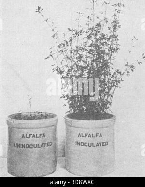 . Bakterien in Bezug auf die Fruchtbarkeit des Bodens. Boden Mikrobiologie, Bakteriologie, Landwirtschaftliche. Ich 66 BAKTERIEN UND BODENFRUCHTBARKEIT Zeit kann es notwendig sein, die erforderlichen Hülsenfrucht Bakterien zu liefern. Die Bakterien zu übernehmen, wird mit der spezifischen Hülsenfrüchte variieren, da unter- schiedlichen Hülsenfrüchte erfordern verschiedene Bakterien. Die Erfahrung hat gelehrt, dass die Folgenden in Impfen von verschiedenen Hülsenfrüchten verwendet werden darf: (I) zu impfen Rotklee, verwenden Sie die bac-Terien von Rotklee, Mammoth rot, alsike, Crimson, ägyptischen, oder Weißklee. (2) Alfalfa zu impfen, verwenden Sie den bakter - Ria von Luzerne, Steinklee, bur Klee, Yel - niedrige t Stockfoto