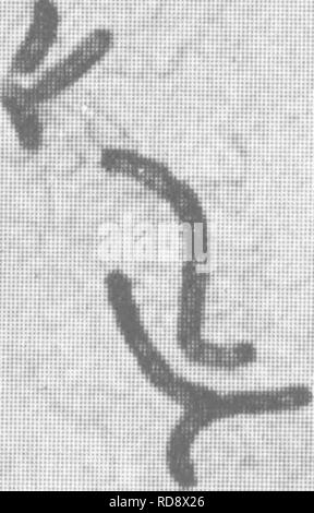 . Bakterien in Bezug auf die Fruchtbarkeit des Bodens. Boden Mikrobiologie, Bakteriologie, Landwirtschaftliche. Form VON MIKROORGANISMEN 31 gummiartige Masse die Kapsel genannt. In gebeizt Kulturen erscheint dies wie ein Halo um den Organismen. Die Anwesenheit einer großen Zahl Dieser Kapsulierten Organismen in Milch gibt es eine ropy Konsistenz. Der äußere Mantel der Bakterien halten zusammen, so dass wir die Milch kann in langen Fäden ziehen. In der Umgebung des wahren Zelle ist eine relativ feste Membran, durch die das Essen muss Pass und behält die Flüssigkeit der Zelle in Grenzen. Dies ist die Zellwand. Verstärkung der Zellwand Stockfoto