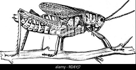 . Insekten, Früchte. Illustriert mit vier hundert und vierzig Holz-Schnitte. Schadinsekten. 386 INSEKTEN SCHÄDLICH FÜR DAS ORANGE. Flügel - Fällen schattiert mit Rosy pink und gesperrt und mit schwarz gefleckt. Die Larven sind wie die erwachsenen Insekten geformt, aber haben keine Flügel. Sie sind schwarz und werden gestreift und mit orange-gelb. Die Flügel der perfekte Insekt (siehe Abb. 395) so kurz ist - erreichen nur die Hälfte der Abb. 395.. Abb. 396. Der Bauch -, dass Sie ganz für den Zweck des Fluges nutzlos sind. Ihre Eier werden im Boden abgelegt. Da sie nicht fliegen kann, Sie können leicht Stockfoto