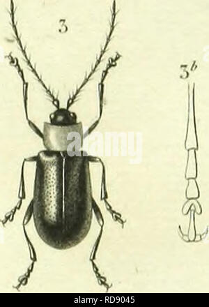 . Histoire Naturelle des Insectes: Gattungen des coleopteres, ou et Kritik aussetzen methodique de tous les Genres schlägt jusqu'Ici dans cet Ordre d'Insekten. Käfer. . Bitte beachten Sie, dass diese Bilder sind von der gescannten Seite Bilder, die digital für die Lesbarkeit verbessert haben mögen - Färbung und Aussehen dieser Abbildungen können nicht perfekt dem Original ähneln. extrahiert. Lacordaire, Theodore, 1801-1870; Chapuis, F. (Fe? licien), 1824-1879. Paris: Librairie de Roret Encyclopediaque Stockfoto