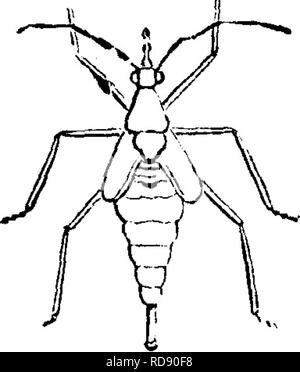 . Insekten, Früchte. Illustriert mit vier hundert und vierzig Holz-Schnitte. Schadinsekten. 288 INSEKTEN SCHÄDLICH FÜR DAS TRAUBE. Wo die Reben beigelegt werden kann, so dass die freie es-Kap von Rauch zu verhindern, sind die effizientesten Mittel. Abstauben mit Kalk, Schwefel und Kalk, nieswurz und Cayenne Pfeffer, haben alle empfohlen worden. Mit brennenden Fackeln durch den Weinberg in der Nacht, das Laub gleichzeitig Dis-turbed mit einem Stock, zerstören Sehr viele von Ihnen, da Sie fliegen, um das Licht und werden verbrannt. Als vorbeugende, der Boden in der Nähe der Reben sho Stockfoto