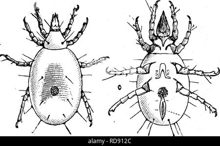 . Insekten, Früchte. Illustriert mit vier hundert und vierzig Holz-Schnitte. Schadinsekten. Angriff auf die Wurzeln. 239 Dies wird auch anderen Arten (Hoplophora arctata Riley) der eine sehr eigenartige Form gefunden, die an einer einer Muschel. Abb. 246 stellt dieses Insekt in verschiedenen Haltungen, stark vergrößert. Die gallenblase bewohnen Typ ist sehr abhängig von den Angriffen eines kleinen 2-winged Fliegen, Diplosis Fyles grassatoi', die Einlagen Fi.. 245.. Seine Eier entweder in der Galle oder an dessen Eingang, von dem sich die Larve bald produziert wird. Dies, obwohl der Beine, ist sehr aktiv, und tappt Stockfoto