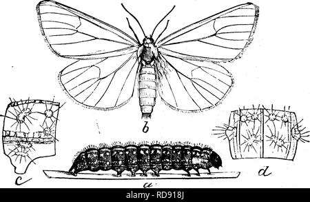 . Insekten, Früchte. Illustriert mit vier hundert und vierzig Holz-Schnitte. Schadinsekten. 198 INSEKTEN SCHÄDLICH FÜR DAS PEACH. auf Apple - Bäume, kleine schwarze Raupen mit kurzen steifen Haaren bedeckt und besetzt mit Minute blaue Flecken. Sobald die Blätter anfangen zu erweitern, diese Larven Problem aus ihren Verstecken - Orte und Futtermittel auf Sie. Sie wachsen schnell, und bald ihre volle Größe erreichen, wenn Sie fast eine sind Zoll lang, und eine]) Birne wie gezeigt an. Abb. 206; c zeigt eine vergrößerte Seite Abb. 206.. Blick auf eines der Segmente des Körpers, und eine Rückansicht des gleichen d. Die ausgewachsenen caterpill Stockfoto