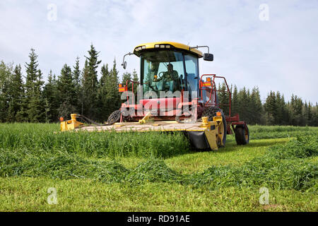 Betriebsinhaber, die Mähaufbereiter, die Ernte Erbse & Hafer Ernte. Stockfoto