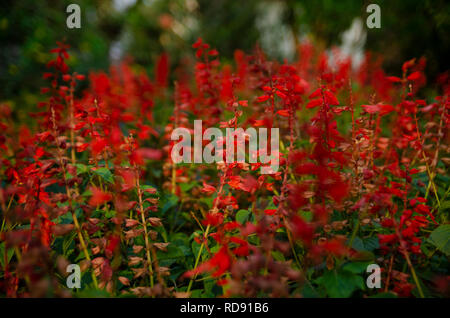 Lobelia Cardinalis, Kardinal Blume vielleicht. Nicht sicher. Stockfoto