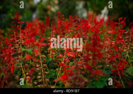 Lobelia Cardinalis, Kardinal Blume vielleicht. Nicht sicher. Stockfoto