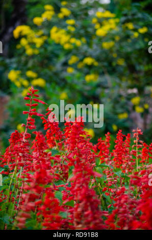 Lobelia Cardinalis, Kardinal Blume vielleicht. Nicht sicher. Stockfoto