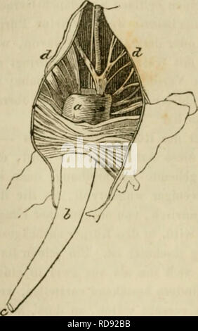 . Eine Lektüre im Sterben Konchyliologie; oder Grundzüge der Naturgeschichte der Weichthiere. Muscheln. . Bitte beachten Sie, dass diese Bilder sind von der gescannten Seite Bilder, die digital für die Lesbarkeit verbessert haben mögen - Färbung und Aussehen dieser Abbildungen können nicht perfekt dem Original ähneln. extrahiert. Johnston, George, 1797-1855. Stut. , J. B. Müller's Verlagshandlung Stockfoto
