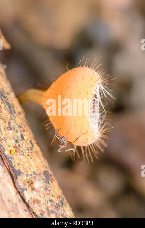 Cookeina ist eine Gattung der Schale Pilze in der Familie Sarcoscyphaceae, die in tropischen und subtropischen Regionen der Welt gefunden werden können. Stockfoto