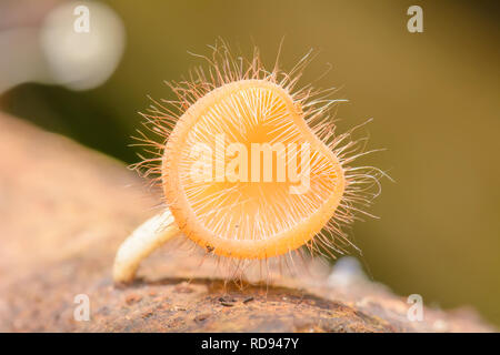 Cookeina ist eine Gattung der Schale Pilze in der Familie Sarcoscyphaceae, die in tropischen und subtropischen Regionen der Welt gefunden werden können. Stockfoto