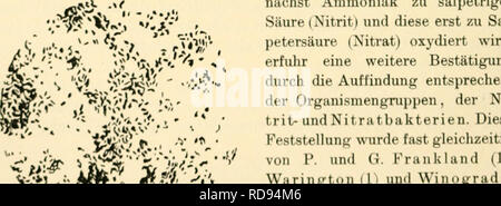 . Einfhrung in die Agrikulturmykolgie. Boden Mikrobiologie; Bodenpilzen. ; Nitritbildner Zürich aus; t ck-Sgl. groiir Zooglöen mit doppelten Hüllen. Vergr. 1000. / S, Nitrifikation Winogradsky "Sterben". Forscher bestätigten und erweiterten als this Feststellungen. Von Schönbein (1), Goppelsröder (11 und AI Sterben. Müller (3) vertretene Anschauung, dass Sterben Nitrifikation in zwei Stadien verlaufe, jahrforschung zu-nächst Ammoniak zu salpetriger Säure (Nitrit) und This Forst zu Sal- petersäure (Nitrat) oxydiert wird, erfuhr eine weitere Authorization durch die Auffindung entsprechen - i - esc Itig (1), S- Stockfoto