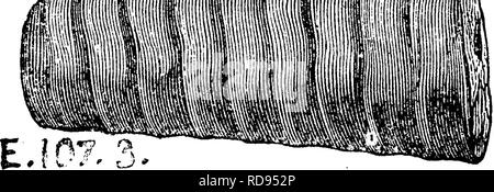 . Ein Wörterbuch der Fossilien von Pennsylvania und Nachbarstaaten in die Berichte und Kataloge der Umfrage benannt... Paläontologie. . Bitte beachten Sie, dass diese Bilder sind von der gescannten Seite Bilder, die digital für die Lesbarkeit verbessert haben mögen - Färbung und Aussehen dieser Abbildungen können nicht perfekt dem Original ähneln. extrahiert. Lesley, J. S. (J. Peter), 1819-1903; Pennsylvania. Kollegium der Kommissionsmitglieder für die Zweite Geological Survey. Harrisburg, Vorstand der Kommissare für die Geologische Übersicht Stockfoto