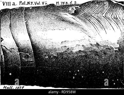 . Ein Wörterbuch der Fossilien von Pennsylvania und Nachbarstaaten in die Berichte und Kataloge der Umfrage benannt... Paläontologie. 233, Platte 78B^Abb. 2. Ein Teil der Halle vollständige Abbildung, show-ing nur die bewohnten Kammer, und die drei schmalen Kammern hinter sich, acht andere auf das kleinere Ende abgeschnitten zu sein; auch das offene Ende der Großen Kammer geschnitten ofi*. Die Kratzer (Schlieren) auf einen Teil der Oberfläche sind gebogen, um eine mittlere Linie, nicht weil dies ist Ihre natürlichen Modus der aussehen, doch das Tier so repariert einige gewaltsamen Bruch Ihrer Shell, der dadurch verdickt war ein Stockfoto