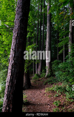 Wanderweg entlang der Küste am See Johnson Park in Raleigh, North Carolina. Stockfoto