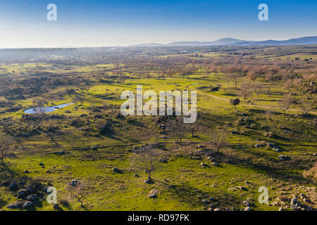 Ein Blick aus der Luft auf die erstaunliche 'Dehesa Extremeña' Landschaft bei Extremadura mit Grasfeldern, Lagunen, Eichen und vielen Kuhrindern in einer atemberaubenden Landschaft Stockfoto