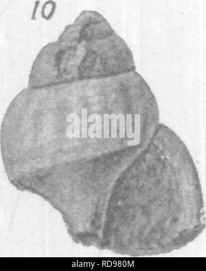 . Gasteropoda und Cephalopoda der Raritan Tone und Mergel greensand von New Jersey. Gastropoda, Fossil, Cephalopoda, Fossil, Paläontologie. . Bitte beachten Sie, dass diese Bilder sind von der gescannten Seite Bilder, die digital für die Lesbarkeit verbessert haben mögen - Färbung und Aussehen dieser Abbildungen können nicht perfekt dem Original ähneln. extrahiert. Whitfield, Robert Parr, 1828-1910; New Jersey Geological Survey. [Bericht über Paläontologie]. Trenton, J. L. Murphy Pub. Co. Stockfoto