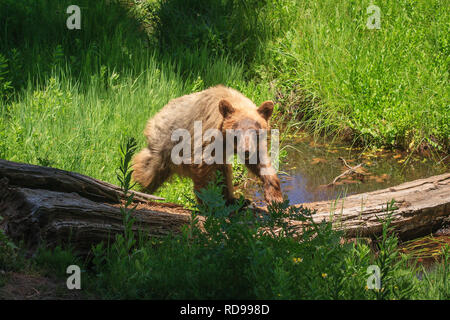 Amerikanischen Kalifornien Schwarzbär (Ursus americanus Californiensis) mit blondem Fell stehend auf einem Baumstamm, und wenn man die Kamera im Sequoia Nationalpark Stockfoto