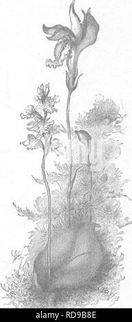 . Die Orchideen von New England; ein beliebter Monographie. Orchideen. Abb. 13. - Rund - Blätterte Orchis. (Orchis rotundifolia.) Akethusa bulbosa.. Bitte beachten Sie, dass diese Bilder sind von der gescannten Seite Bilder, die digital für die Lesbarkeit verbessert haben mögen - Färbung und Aussehen dieser Abbildungen können nicht perfekt dem Original ähneln. extrahiert. Baldwin, Henry, 1846-1911. Wiley, New York, J. Stockfoto