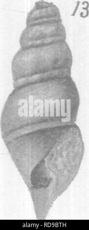 . Gasteropoda und Cephalopoda der Raritan Tone und Mergel greensand von New Jersey. Gastropoda, Fossil, Cephalopoda, Fossil, Paläontologie. Ai^7. Bitte beachten Sie, dass diese Bilder sind von der gescannten Seite Bilder, die digital für die Lesbarkeit verbessert haben mögen - Färbung und Aussehen dieser Abbildungen können nicht perfekt dem Original ähneln. extrahiert. Whitfield, Robert Parr, 1828-1910; New Jersey Geological Survey. [Bericht über Paläontologie]. Trenton, J. L. Murphy Pub. Co. Stockfoto