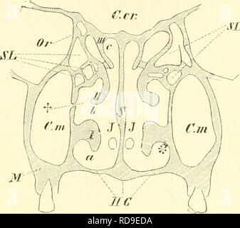 . Einführung in die vergleichende Anatomie der Wirbeltiere, für Studierende. 246 Geruchsorgan dor Säuger. Auf Grund des verschiedenen Ausbildungsgrades des ethmoidalen Muschelsystems, sowie unter gleichzeitiger Berücksichtigung der Cen-tralen Sphäre des Riechhirns kann man sterben Säugetiere einteilen in solche mit starkem, mit schwachem und mit verlorenem Kiecli vermögen, d. h,: 1. in Makrosmatische=Monotremen, Chiropteren, Edentata, Ungulata, Carnivora, Rodentia, Marsupialia, Lemuren und über-haupt die größere Zahl der Säugetiere; 2. in IMikrosmatis c h e = Pinnipedia, Bartenwale, Af-fen, Stockfoto