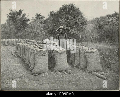 . Der Kuba zu überprüfen. Kuba -- Zeitschriften. TH E KUBA REVI E W. 29. Methode der Heilung von Zwiebeln in Säcke stehen in das Feld ein. Wenn Sie nicht Baumwollsaatöl Mahlzeit bekommen können, versuchen Sie dies: Pfund. Nitrat der Soda, 147 © zu 16 % Stickstoff 300 getrocknete Blut 500 Acid Phosphat 800 granuliertes Kaliumchlorid, 50% 400 Mengen von Saatgut erforderlich ist 4 j/^ Pfund pro Acre, wo Zeilen sind 14 Zoll auseinander. Wenn 3 Meter auseinander 1^ Pfund tun wird. Für kleine Beizen Zwiebeln ca. 25 Pfund pro Acre ist notwendig. Gute Saat ist natürlich sehr wichtig. Es ist ratsam, zu pflanzen, so dass wenig Verdünnung erforderlich sein wird. Acht oder zehn Pflanzen, der Fuß ist e Stockfoto