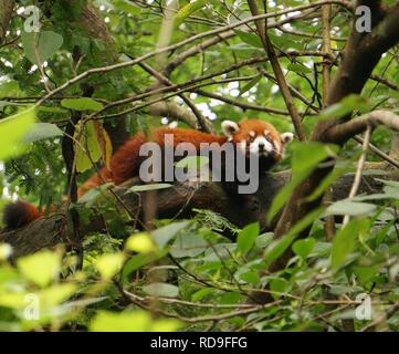 Ein Roter Panda liegend an einem Baum im Dschungel Vordach, China Stockfoto