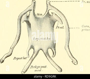 . Einführung in die vergleichende Anatomie der Wirbeltiere, für Studierende. Pteryg. Plektrum frontoparietalü Paraquadr Quailr. max. Pal.-Quailr. S. artic Caps Audit. Os ofcip. lat. Abb. 64. O b e r s c h Äd e1 eines jungen u ni g e w a n d e 11 e n F Ro&amp; c h e s (R a n a f u s c a) von 2 cm Länge. Linkerseits Sindh sterben Deekknoclien fortgelassen. Dorsalansieht. / 1963 bei 25 Vergr. hergestellten Platteumodell von E.Gaupp (von F r. Z i e gler-Frei-burg kopiert) Verhältnis der Abbildung zum Modell: = 4:9; die Abbildung entspricht auch einer ca 11 fachen Vergr. Der natürl. Größe. Blau: Stockfoto