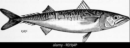 . Zoologie: für Studenten und allgemeine Leser. Zoologie. Gewohnheiten der Makrele. 457 Grönland zum Kap Hatteras. Es bleibt im tiefen Wasser in den späten Herbst und Winter, nähert sich der Küste im Mai und Juni für die Zwecke der Laich-, ihre jährliche Erscheinung sehr regelmäßig. Die Zahl der Eier de - in einer Saison postuliert, die von jeder Frau ist von fünf bis sechs hundert Tausend. Nach dem Laichen sie nach Norden, an der Küste entlang, bis Sie durch die Kühle des Wassers überprüft, wenn Sie zurückkehren, und im November versuchen, die tiefen Wasser wieder. Beim Laichen Sie nicht die h Stockfoto