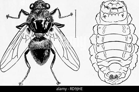 . Zoologie: für Studenten und allgemeine Leser. Zoologie. Die II 0 U 8 E-fliegen. 375 in alle Richtungen. Ein paar Käfer sind phosphoreszierende. So sind die Feuer fliegen, die cucuyo der West Indies, die glow-worm und bestimmte Maden, wie Astraptor illuminator (Abb. 345), Melanactes, und der Junge einer aufschnappen Käfer.. Abb. 347.-Bot-fly des Ochsen aud die Larve. Wir jetzt in die zweite Reihe von Bestellungen kommen, die Meta-Lola. Auftrag 6. Diptera. - Das gemeinsame Haus-fly (Kg - 346) ist eine Art der Division, alle Mitglieder haben. l) ut zwei Flügel, während die Zunge besonders für Runde entwickelten - ping bis Liqui Stockfoto