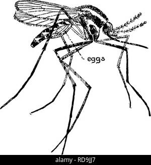 . Tierische Schädlinge und Krankheiten. Medizinische Parasitologie ; Insekten als Überträger von Krankheiten. Mückenstiche UND RECHTSBEHELFE 453 Auf der anderen Seite, den weitverbreiteten Glauben an die Rolle der Mücke spielte, die Tatsache, dass mehrere Beobachter haben unabhängig voneinander ähnliche Phänomene beobachtet werden, und die Tatsache, dass Dermatobia beobachtet wurde, halten Sie zwischen seine Beine fliegen, und hat noch nie gesehen worden, seine Eier tatsächlich Hinterlegung auf einem Host, machen es unklug den Moskito Theorie als unmöglich zu entsorgen. Wie von Sambon bemerkte, diese fliegen kann mehrere Möglichkeiten, ihre Eier haben, und die Verwendung des m Stockfoto