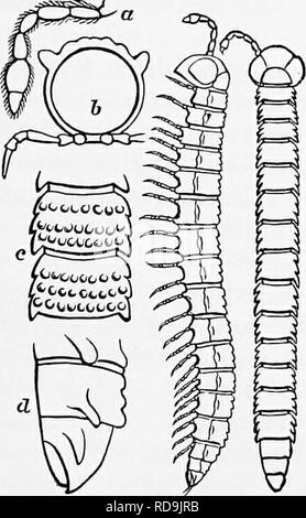 . Zoologie: für Studenten und allgemeine Leser. Zoologie. Abb. ZO. - Spiros - trephon copei der Mammoth Cave. Abb. 305.- Larven der Jnlus. ein, Dritten ab-dominal Segment, mit der neuen Glieder gerade angehende; b, neue Segmente, die sich zwischen dem Vorletzten und dem Letzten Segment. - nach Newport. Abb. Wt.-PolycUsmuB cavicola, von Utah, von oben und von der Seite sehen, ein. Antenne; ft, ein Segment, und Bein; c, dorsalen Aussicht auf zwei Segmente zeigen - ing Ornamentik; r/, Seitenansicht oder zwei terminal segmentB des Körpers - Alle vergrößert. Yig. Zm. - Geophilm. Natürliche Größe.. Bitte beachten Sie, dass diese Bilder aus gescannten p extrahiert werden Stockfoto