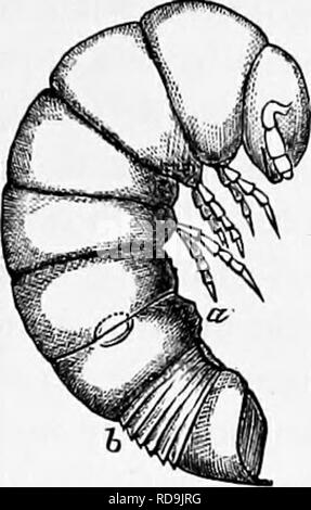 . Zoologie: für Studenten und allgemeine Leser. Zoologie. MTRIOPODS. 357. Abb. ZO. - Spiros - trephon copei der Mammoth Cave. Abb. 305.- Larven der Jnlus. ein, Dritten ab-dominal Segment, mit der neuen Glieder gerade angehende; b, neue Segmente, die sich zwischen dem Vorletzten und dem Letzten Segment. - nach Newport. Bitte beachten Sie, dass diese Bilder sind von der gescannten Seite Bilder, die digital für die Lesbarkeit verbessert haben mögen - Färbung und Aussehen dieser Abbildungen können nicht perfekt dem Original ähneln. extrahiert. Packard, A. S. (Alpheus Frühling), 1839-1905. New York: Henry Holt Stockfoto