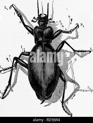 . Zoologie: für Studenten und allgemeine Leser. Zoologie. OBOANS DES HÖRENS. 347 Angesichts dieser Membran sind zwei Hoi-ny Prozesse {ou), zu der die attaclied ist eine außerordentlich heikle Vesikel [Li) mit einem transparenten iluid gefüllt, und die eine membranöse Labyrinth. Diese vesikel ist in Verbindung mit der hörnerv {n). Fiff 292-A Carabus Käfer in der Tat des Gehen oder Laufen. Drei Beine {L, B T? Sind nach vorne gerichtet, während andere tiie (wenn &gt;, i^S'), die gerichtet sind - Gemeinde zum Schwanz, ihre Tätigkeit beendet haben. ab, cd und "/beschrieben sind Kurven bv Ende des tibise und p Stockfoto