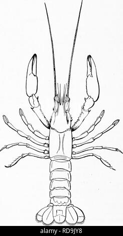 . Zoologie: für Studenten und allgemeine Leser. Zoologie. 316 r ZOOLOG. Es umfasst die Reihenfolge der Merostomata am heutigen Tag vertreten durch den König - Krabben, und die Reihenfolge Trilobita, die ganz ausgestorben ist. Die Organisation der King Crab ist so. Abb. eize. Ich.-cambarus peUuddas, die Blinden craw - flBh von Mammut Caye. Natürlich ganz anders als die anderer Krebstiere, wenn wir betrachten die wollen von Antennen, die Tatsache, dass das Nervensystem ist. Bitte beachten Sie, dass diese Bilder aus gescannten Seite Bilder, die digital für die Lesbarkeit verbessert haben mögen - Färbung und Aussehen dieser extrahiert werden Stockfoto