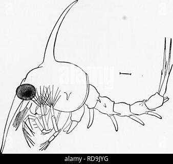 . Zoologie: für Studenten und allgemeine Leser. Zoologie. DEOAPODA. 313 Abdominal- Füße; die zusammengesetzten Augen sind groß und in der Regel stiellose, und der Panzer ist oft mit einer langen Dorsalen und frontalen Wirbelsäule bewaffnet. Abb. 265 stellt die Zoea, oder Larve des Gemeinsamen sliore Crab {Krebs irrorutus Sagen). Nach sev-. Abb. 265.- Zoea des commoii Krabbe. Krebs. Viel vergrößert. - Nach Smith. mehrere Häutungen, die thorakale Beine erscheinen, der Mund - Teile ändern vom Schwimmen - Beine zu anhängseln für pre-Schale das Essen zu verschlucken und verdaut werden. Diese Phase in der kurzen-tailed Decapoden oder Krabben ist dazu aufgerufen, Stockfoto