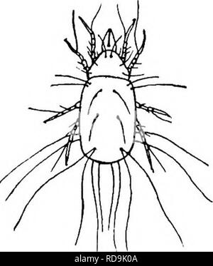 . Tierische Schädlinge und Krankheiten. Medizinische Parasitologie ; Insekten als Überträger von Krankheiten. Korn MILBEN 339 Abordnungen von Milben ständig erworben werden. In schweren in der letzten großen internationalen Stresskonferenz - die Reizung und Vergiftung ausreichend ist Allgemeinsymptome wie Fieber, hohe Puls, Kopfschmerzen, Übelkeit, etc., da die Milben nicht gedeihen auf menschliches Blut, und bleiben nur für kurze Zeit auf der Haut befestigt, keine Behandlung für Sie zu zerstören notwendig ist. Rechtsmittel zu lindern den Juckreiz, wie die Anwendung von Soda oder beruhigende Salben, oder warme Bäder mit ein wenig Soda, sind gefordert. Zu Präventions Stockfoto