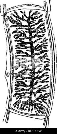 . Tierische Schädlinge und Krankheiten. Medizinische Parasitologie ; Insekten als Überträger von Krankheiten. Rindfleisch BANDWURM 239 Dibothriocephalidse, in dem der Kopf, flach ist und besitzt zwei slitlike Sauger (Abb. 87C und D). Die Familie unterscheidet sich ebenfalls von der Tseniidse, Eier mit Deckel wie die der Egel (Abb. 88A), und ohne entwickelten Embryonen, wenn in den Faeces wiedergefunden. Familie Rindfleisch Tseniidae Bandwurm. - Die häufigste menschliche Fuchsbandwurm in den meisten Teilen der Welt ist das Rindfleisch Bandwurm, Taenia saginata. Die nach dieser Art, wie es tritt im menschlichen Dünndarm besteht aus über 1000 Pr Stockfoto