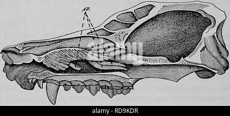 . Der Hund als Träger von Parasiten und Krankheiten. Hunde als Träger der Krankheit; Hunde. 18 BULLETIN 260, V. S. ABTEILUNG OP AGKICULTUBE. Solcher Befall. Askariden manchmal geben Sie den Anhang und Ursache Blinddarmentzündung; Sie können Perforieren der Darm und Ursache peritonitis; mögen sie kommen bis der Speiseröhre und der Luftröhre, mit einer daraus resultierenden ersticken, oder die Eustachische Röhre in das Ohr ein. Diese sind ungewöhnliche Fälle in den meisten Fällen, aber sie sind Gefahren con überprüft werden. Es gibt andere unangenehme und gefährliche Funktionen von Ascarid Befall und die unbequeme Gewissheit, dass der Stockfoto