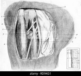 . Die chirurgische Anatomie des Pferdes... Pferde. B Platl XXI. Anterior Tibial 1 seureotom (die oberen Sitz) ein. Der Sitz seziert I. Tibia. 2. Leiter der Fibel. 3. Tibialis Anterior. 4. Haut und oberflächlichen Faszie. 5. Extensor Pedis. 6. Tiefe Faszien. 7. Nerv zu peroneus. S. Peroneus. 9. Stütz- und Haut- ner-e. B - DER SITZ IN ABSCHNITT I. in der Haut. 2. Oberflächlichen faszie. 3. Tiefe Faszien. 4. Tibialis Anterior. 5. Stütz- und kutane Nerv. 6. Peroneus. 7. Extensor Pedis.. Bitte beachten Sie, dass diese Bilder sind von der gescannten Seite Bilder, die digital für die Lesbarkeit erhöht worden sein können extrahiert-c Stockfoto