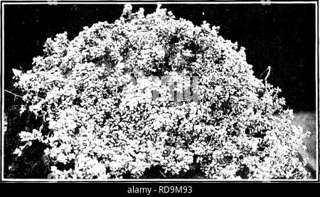 Pflanzen Von Neuseeland Botanik 42 Ich Pflanzen Op Neuseeland Disk Fiorets Zahlreiche Outit Tloix Ts