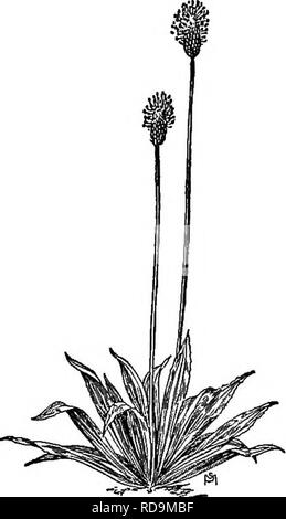 . Ein Handbuch der Unkräuter: mit Beschreibungen aller schlimmsten und lästige Anlagen in den Vereinigten Staaten und Kanada, ihre Gewohnheiten von Wachstum und Verteilung, mit Methoden der Kontrolle. Unkraut. PLANTAGINAGSAE (WEGERICH FAMILIE) 393 Bereich: New Brunswick im Nordwesten Gebiet und Alaska, nach Süden zu Florida und Kansas. Lebensraum: Grasland. Ein viel mehr schädliche Unkraut als seine breitblättrigen Verwandten; sie scheinen Hof und am Straßenrand zu bevorzugen, aber diese Art Überschreitungen Wiesen und Weiden. Tierfutter auf der Anlage ohne offensichtliche Abneigung, obwohl Es Strähnig und etwas bitter und Detr Stockfoto