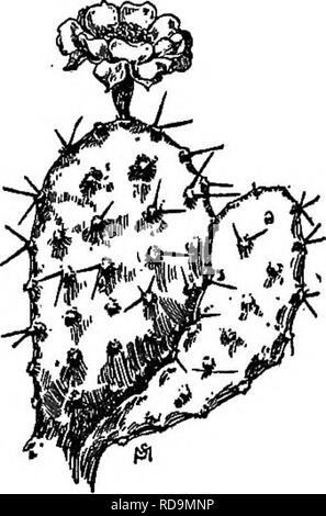 . Ein Handbuch der Unkräuter: mit Beschreibungen aller schlimmsten und lästige Anlagen in den Vereinigten Staaten und Kanada, ihre Gewohnheiten von Wachstum und Verteilung, mit Methoden der Kontrolle. Unkraut. CACTACEAM {CACTUS FAMILIE) 289 Paar Stacheln oder eine einzelne Starke, manchmal keine. Blumen gelb, manchmal mit einem rötlich-Center, fast drei Zoll breit, die vielen Blütenblätter leicht United an der Basis, die staubgefäße sehr zahlreich, der Stil mit zwei- bis sieben-parted Stigma; Fruchtknoten unterlegen oder unterhalb der Blume und ein-celled. Obst eine Dicke club-Form, fast zwei Zoll lang, nicht stacheligen, mit einer fleischigen, Violett Stockfoto