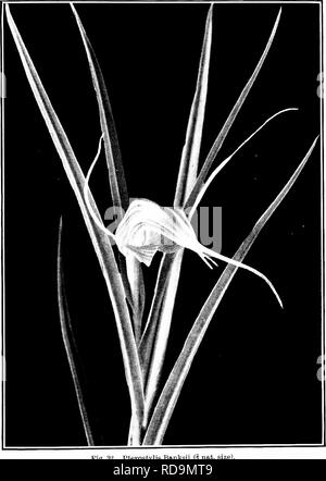 . Pflanzen von Neuseeland. Botanik. Die Familie der Orchideen 119. Abb. 32. rterostylie Banksii (S Nat. Größe. Bitte beachten Sie, dass diese Bilder sind von der gescannten Seite Bilder, die digital für die Lesbarkeit verbessert haben mögen - Färbung und Aussehen dieser Abbildungen können nicht perfekt dem Original ähneln. extrahiert. Laing, R. M. (Robert Malcolm), b. 1865; Blackwell, E. W. (Ellen W.). Christchurch: Whitcombe und Gräber Stockfoto