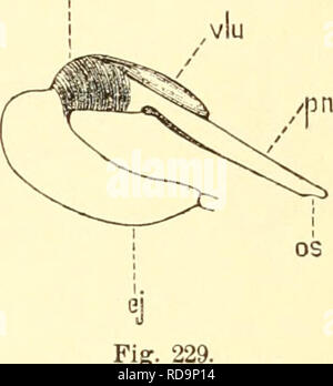 . Einführung in die Kenntnis der Kämpfen. Entomologie. Abb. 228.. Bitte beachten Sie, dass diese Bilder sind von der gescannten Seite Bilder, die digital für die Lesbarkeit verbessert haben mögen - Färbung und Aussehen dieser Abbildungen können nicht perfekt dem Original ähneln. extrahiert. Kolbe, Hermann Julius. Berlin, Dümmler Stockfoto