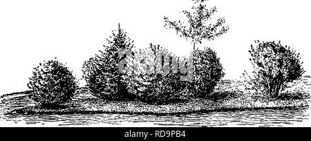 . Handbuch der Gartenarbeit: ein praktischer Leitfaden für die Herstellung von zu Hause und dem Anbau von Blumen, Obst und Gemüse für zu Hause. Im Garten arbeiten. Der allgemeine Plan ODER THEORIE DES 25. und ausdruckslos. Wenn der Beobachter hält seine eigenen Gedanken in Betracht zu ziehen, wenn er nach einer solchen Sammlung kommt, wird er. 16. Die Herstellung einer guten Gruppe, aber Verwöhnt von der Baum-, Reb- und Gartenscheren. Wahrscheinlich finden sich zählen die Büsche; oder, mindestens, wird er die geistige Vergleiche der verschiedenen Büsche und. Bitte beachten Sie, dass diese Bilder aus gescannten Seite Bilder, die digital wurden extrahiert werden Stockfoto