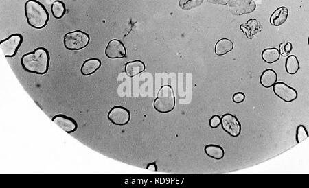 . Die wichtigsten Stärken als Nahrung genutzt: mit Foto-micographys mit einer kurzen Beschreibung ihres Ursprungs und Zeichen dargestellt. Botanische Mikroskopie ; Stärke. 0 O O O O F -^o° 0"' "i".S. 20.- Schnabel. X 160.. Bitte beachten Sie, dass diese Bilder sind von der gescannten Seite Bilder, die digital für die Lesbarkeit verbessert haben mögen - Färbung und Aussehen dieser Abbildungen können nicht perfekt dem Original ähneln. extrahiert. Griffiths, W. Cirencester [England]: Baily &Amp; Sohn Stockfoto