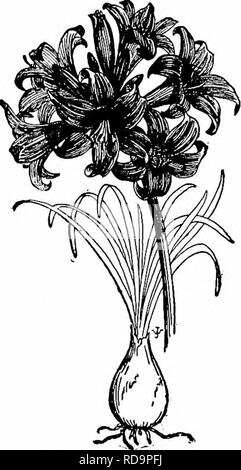 . Handbuch der Gartenarbeit; ein praktischer Leitfaden für die Herstellung der Anlage und den Anbau von Blumen, Obst und Gemüse für zu Hause. Im Garten arbeiten. Die zierpflanzen-LEUCHTMITTEL 287 4 Zoll oder mehr, je nach Breitengrad und die Art des Materials. Wenn die Blätter verwendet werden, 3 Zoll ausreichend sein werden, weil die Blätter dicht beieinander liegen und kann ersticken, der Frost, der in der Masse liegt, und lassen Sie die Zwiebeln beginnen. Es wird gut sein, damit das Laub erweitern 1 Fuß oder mehr über den Rand des Bettes. Bei kaltem Wetter ist Vergangenheit, die Hälfte der Laubdecke sollten entfernt werden. Der Rest kann auf bis Th gelassen werden Stockfoto