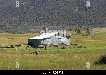 Orroral Holzschuppen Stockfoto